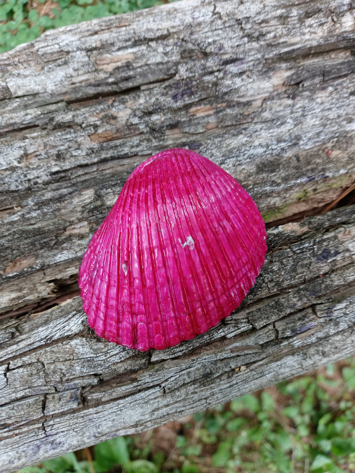 Rosey Coral image 1